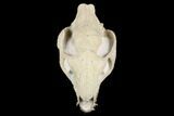 Fossil Oreodont (Merycoidodon) Skull - Wyoming #176526-2